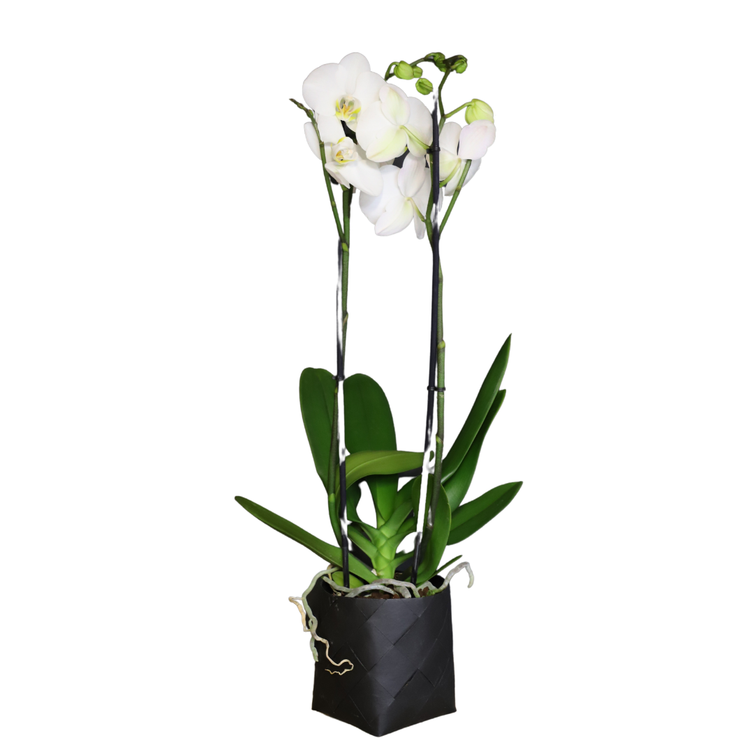 ORCHIDEE PLANTE SIMPLE