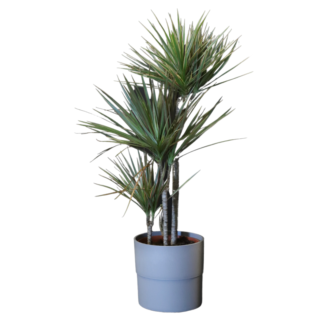 DRACENA MARG.